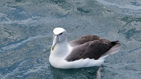 Let's Appreciate this Huge Seabird