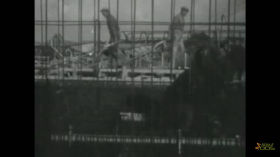 When Rotterdam Zoo moved to a new location, 1939-1940