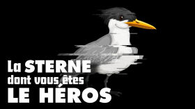 MIGRATOR, vidéo dont vous êtes le héro - Les sternes arctiques