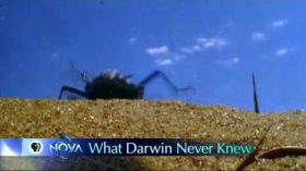 NOVA | What Darwin Never Knew