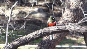 Elegant Trogon (Trogon elegans) Eats a Bug (with commentary)