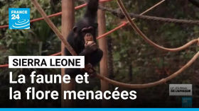 Sierra Leone : la déforestation menace la faune et la flore • FRANCE 24
