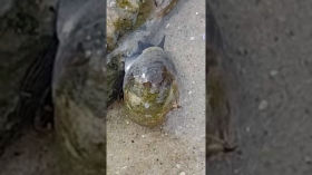 Strandschnecke mit Spinne