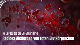 Neue Studie zu 5G-Strahlung: Rapides Absterben von roten Blutkörperchen