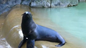 The voluntary 'One-Sea-Lion-show' at Berlin Zoo