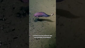 Les poissons les plus profonds du monde #abysses #science