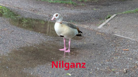 Eine Nilganz am Fennpfuhl