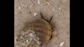 Strandschnecke mit Fühlern