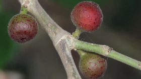La fabuleuse Histoire géographique des fruits